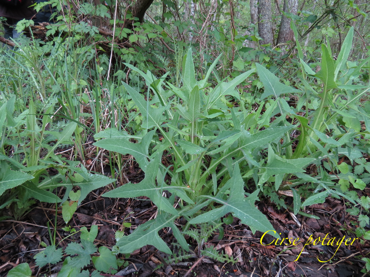 Cirsium oleraceum 4036t